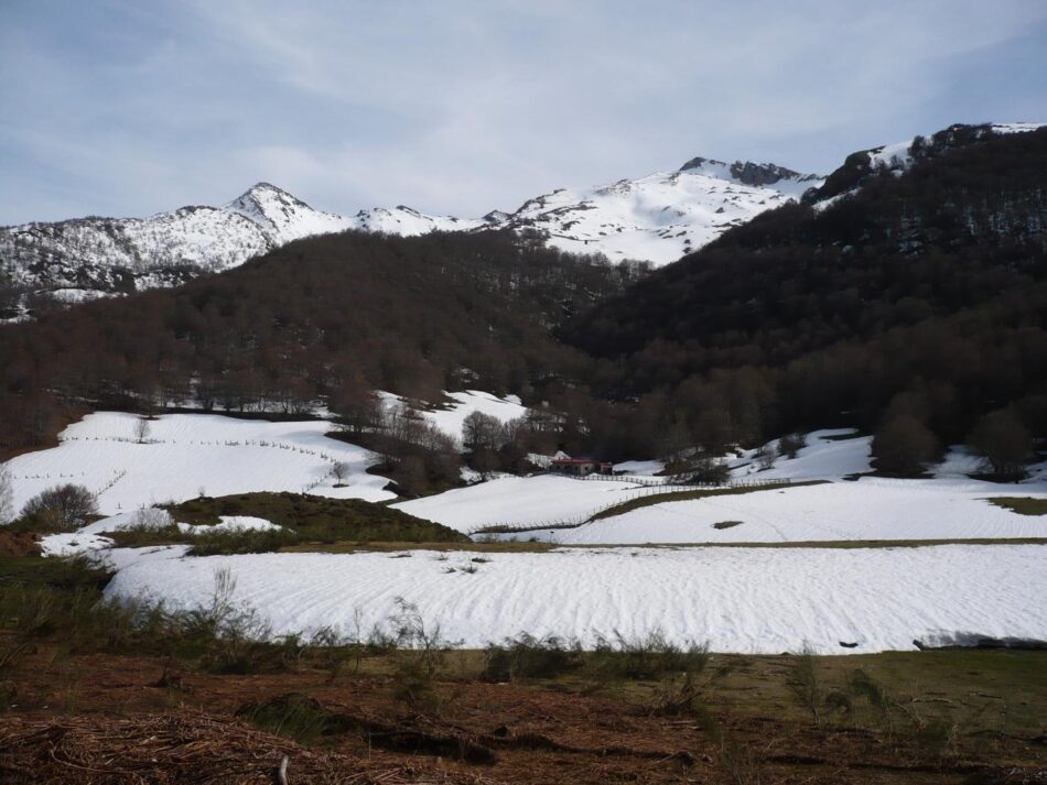 Coordinadora Ecoloxista d’Asturies: «tememos por la suerte de la osezna Saba liberada en Picos de Europa»