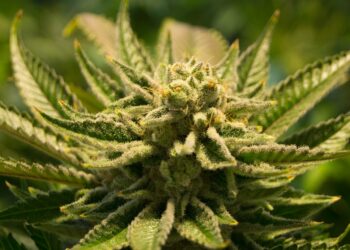 El II Congreso Científico Internacional Cannabis Sativa concluye instando a establecer una legislación sobre el cannabis terapéutico