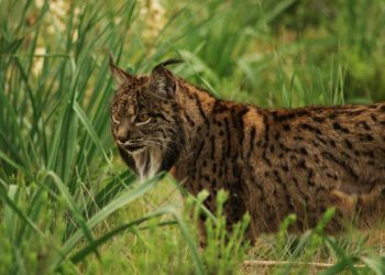 La defensa de la biodiversidad será la campaña confederal de Ecologistas en Acción en 2020