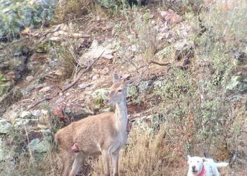 Ecologistas Extremadura solicita que se haga público el calendario de Monterías para reducir conflictos de las actividades de turismo de naturaleza con la caza