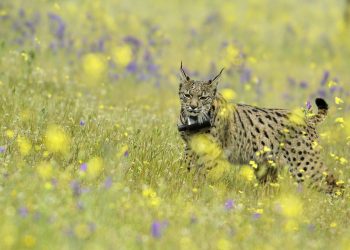 El regreso del Lince Ibérico al Parque Nacional de Monfragüe se ve amenazado por las monterías