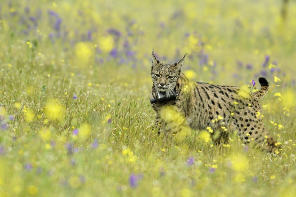 El regreso del Lince Ibérico al Parque Nacional de Monfragüe se ve amenazado por las monterías