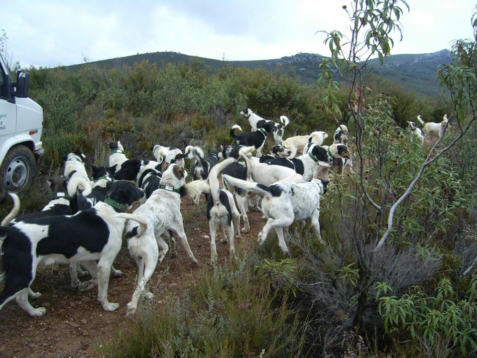 7 Asociaciones Ecologistas piden no se permita uso de rehalas en Espacios Naturales Protegidos extremeños