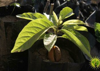 ¿Por qué hablar de ecología social en Rojava?