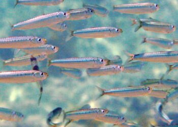 La sardina ibérica se recupera, pero no lo suficiente