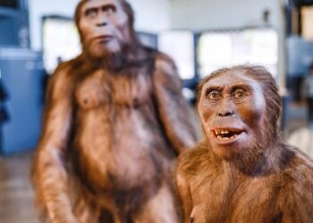 Los últimos ‘Homo erectus’ vivieron en Indonesia hace 117.000 años