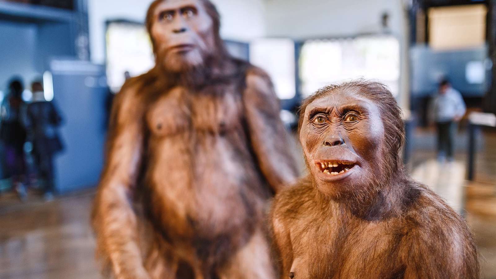 Los ltimos Homo Erectus Vivieron En Indonesia Hace 117 000 A os 