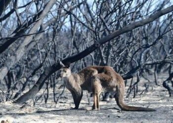 Australia. Discurso del líder del Sindicato Unido de Bomberos: “Al final de la manguera contraincendios no te encuentras con escépticos del cambio climático”