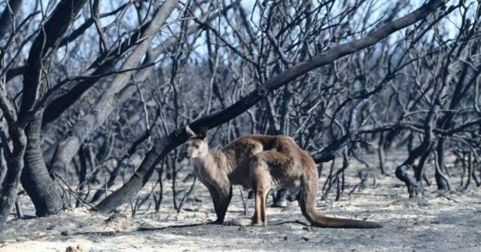 Australia. Discurso del líder del Sindicato Unido de Bomberos: “Al final de la manguera contraincendios no te encuentras con escépticos del cambio climático”