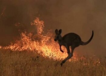 Australia. Más de 10 millones de hectáreas devastadas por las llamas