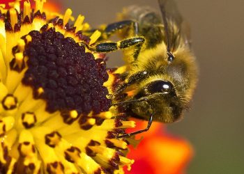 Ecologistas en Acción felicita el Año de la Abeja