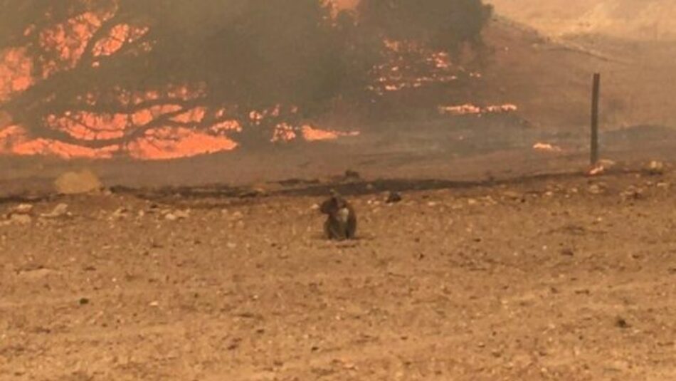 Incendios en Australia habrían provocado la muerte de mil millones de animales