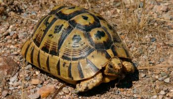 La ciencia desvela por qué las tortugas viven tanto