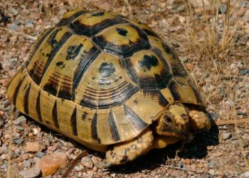 Activistas de Ecologistas en Acción sancionados por un proyecto de devolución de tortugas moras a su hábitat natural