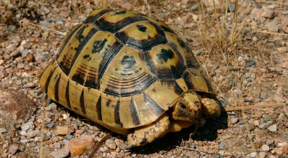 Activistas de Ecologistas en Acción sancionados por un proyecto de devolución de tortugas moras a su hábitat natural