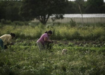 Guatemala y el Neocolonialismo