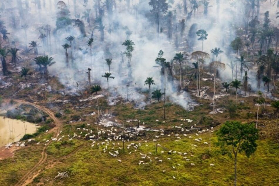 Destrucción del medio ambiente. “El cambio climático es el síntoma pero la enfermedad es el capitalismo”