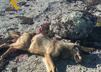 Comienza en Ávila el juicio por la caza ilegal de lobos durante una montería