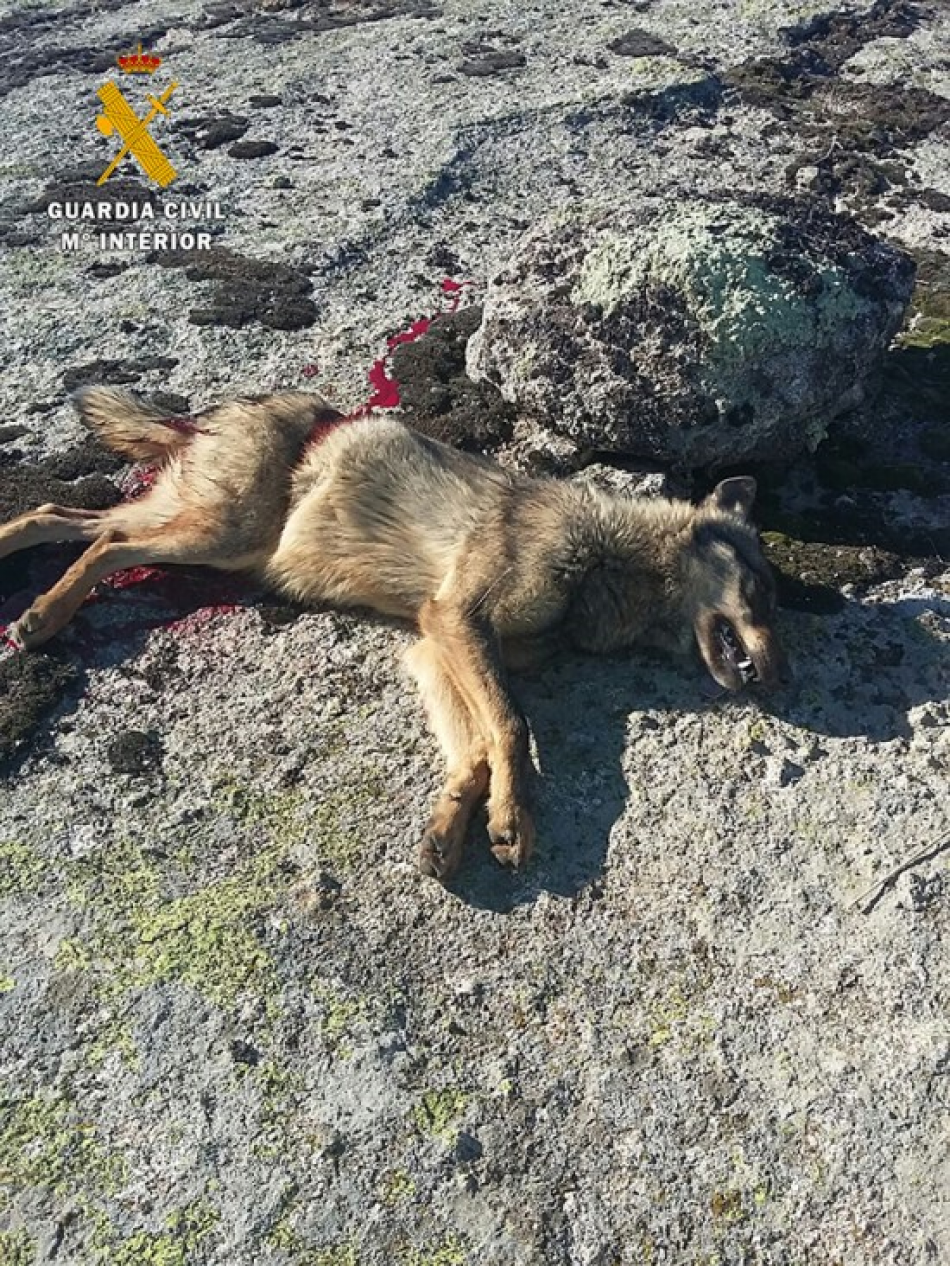 Comienza en Ávila el juicio por la caza ilegal de lobos durante una montería