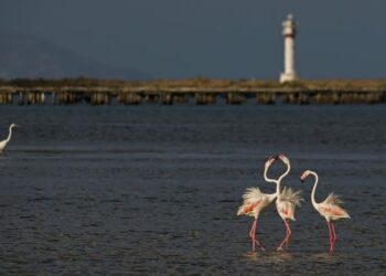 Ecologistas en Acción celebra el Día Mundial de los Humedales con el lema ‘Los humedales y la biodiversidad’