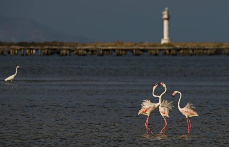 Ecologistas en Acción celebra el Día Mundial de los Humedales con el lema ‘Los humedales y la biodiversidad’