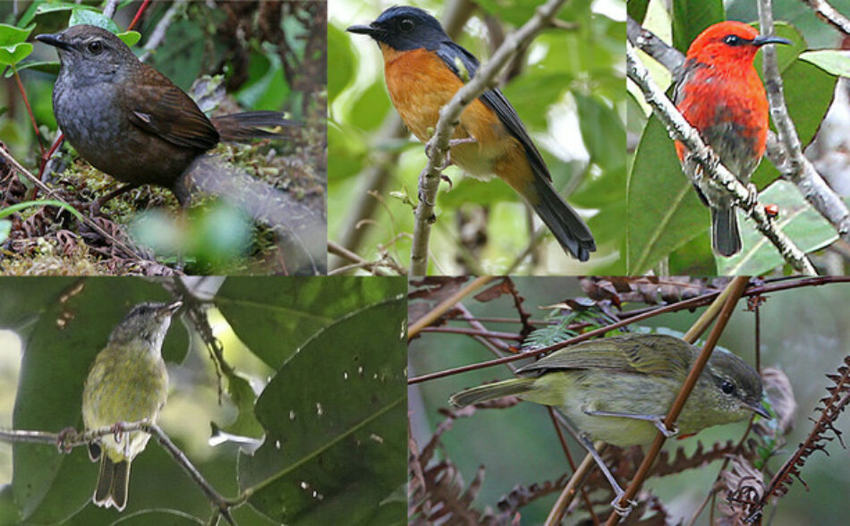 Hallan diez especies y subespecies de pájaros cantores en Indonesia