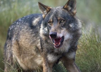 Una Sentencia del TSJCyL anula el programa de caza del lobo 2016-2019 y declara ilegal la muerte de 173 lobos en Castilla y León