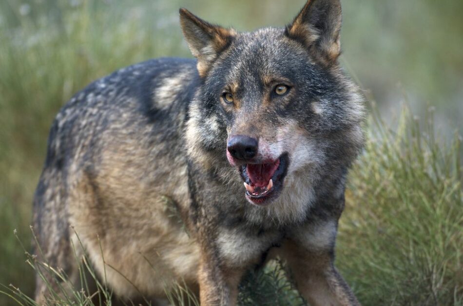 Una Sentencia del TSJCyL anula el programa de caza del lobo 2016-2019 y declara ilegal la muerte de 173 lobos en Castilla y León