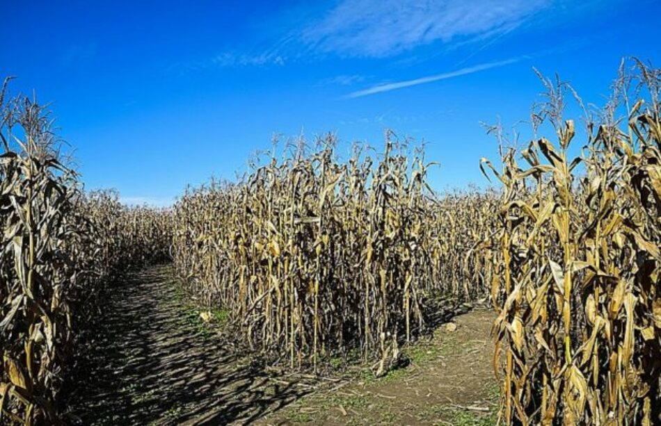 Brasil flexibiliza análisis de seguridad para cultivo de transgénicos