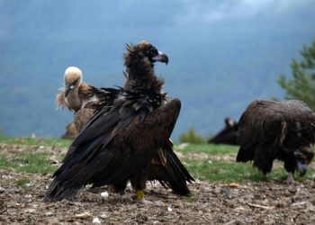 Trece buitres negros llegaron hoy a la Sierra de la Demanda para favorecer a esta especie amenazada