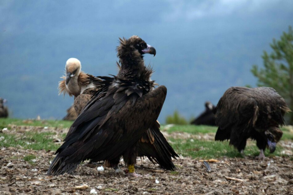 Trece buitres negros llegaron hoy a la Sierra de la Demanda para favorecer a esta especie amenazada