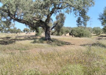 EQUO VERDES reafirma su confianza en el presente y el futuro del campo en Andalucía