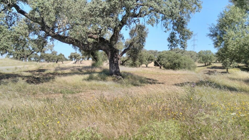 EQUO VERDES reafirma su confianza en el presente y el futuro del campo en Andalucía