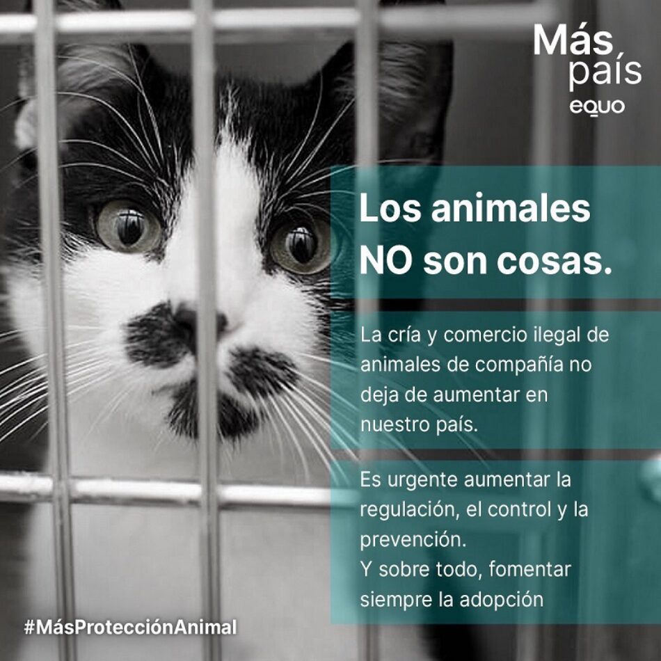 EQUO y Más País preguntan al Gobierno qué medidas va adoptar contra la cría y el comercio ilegal de animales de compañía