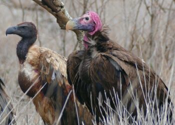 La caza furtiva de grandes herbívoros amenaza también a los buitres africanos