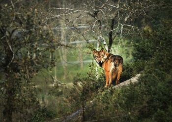 La información oficial del Principado muestra que la población de lobos y los daños han permanecido estables en los últimos años