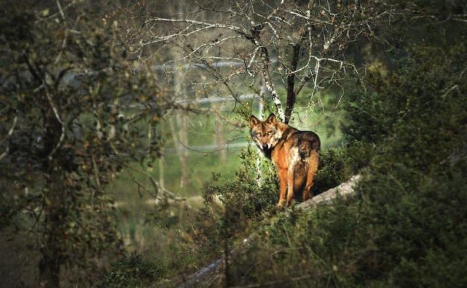López de Uralde espera que la suspensión de la caza del lobo en Álava sea definitiva