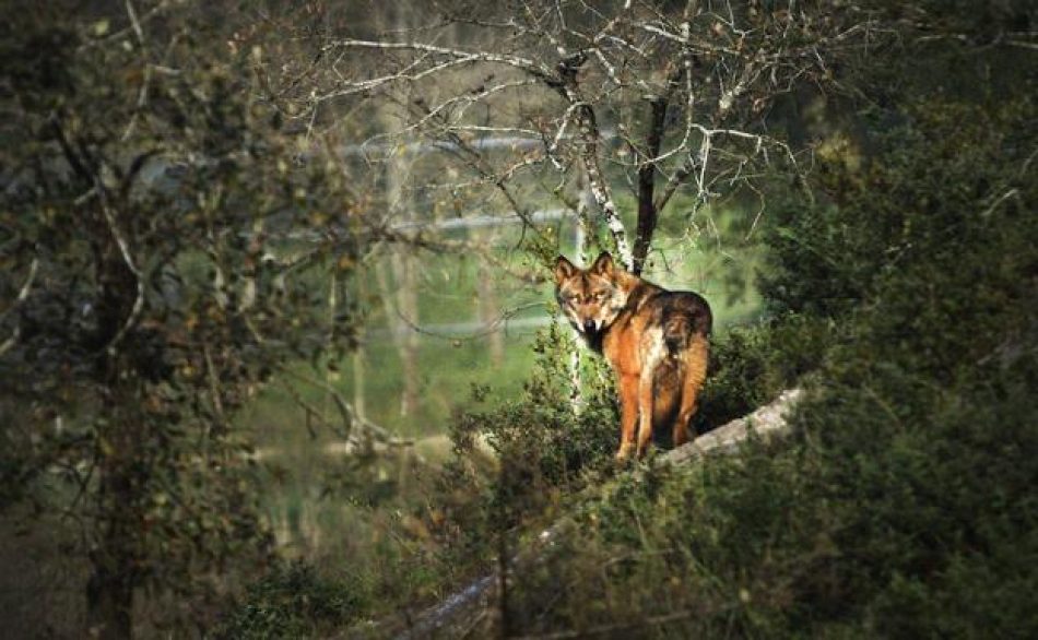 La información oficial del Principado muestra que la población de lobos y los daños han permanecido estables en los últimos años