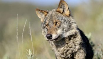 El Comité Económico y Social Europeo rechaza la rebaja de protección al lobo y exige medidas de convivencia reales