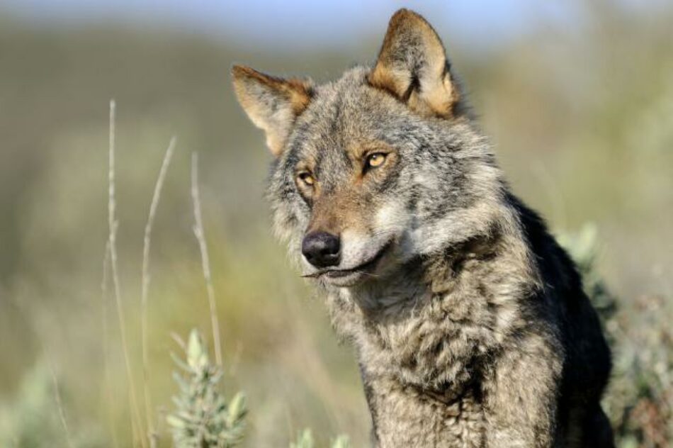 EQUO reclama la recuperación del lobo como la mejor forma de controlar la fauna mayor en Sierra Morena