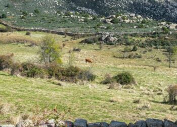 Organizaciones ecologistas recurrirán el Plan Rector del Parque Nacional de la Sierra de Guadarrama