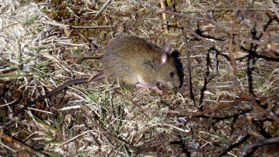 Hantavirus, el nuevo virus que tiene en vilo a China