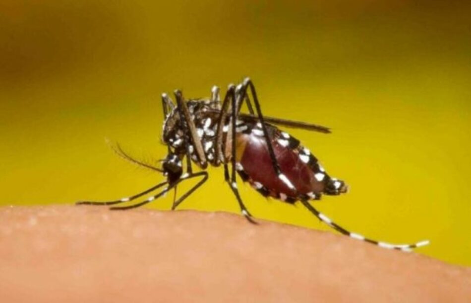 Argentina. Dengue: ya se suman más de 1700 casos en todo el país