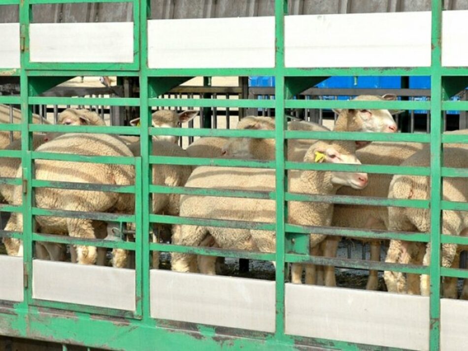 PACMA denuncia el endurecimiento de las condiciones en el transporte de animales en el estado de alarma