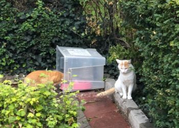 PACMA alerta sobre cientos de animales en peligro en Madrid por desatención desde el decreto de estado de alarma