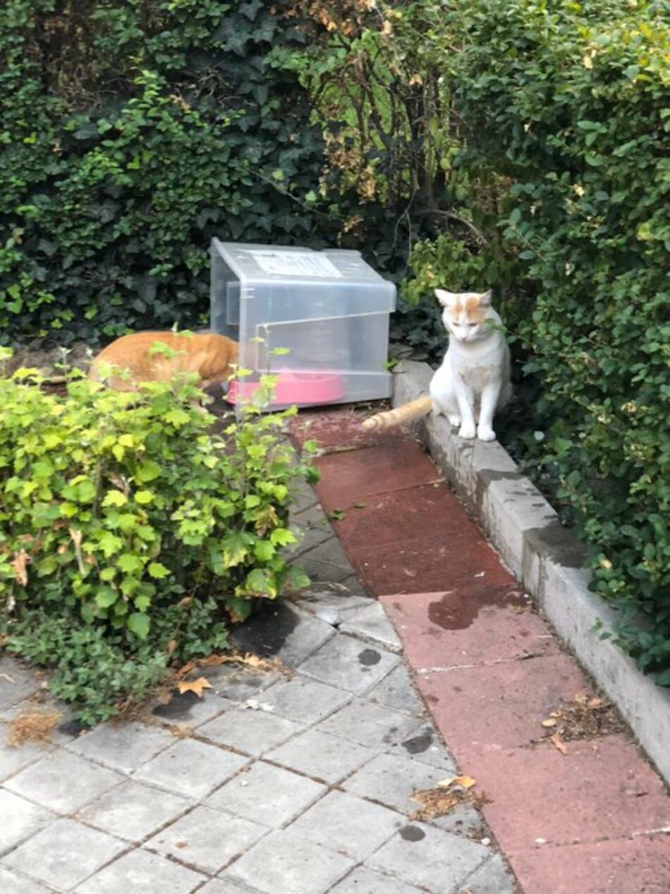 PACMA alerta sobre cientos de animales en peligro en Madrid por desatención desde el decreto de estado de alarma