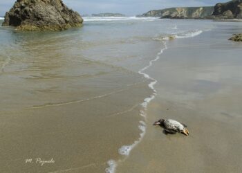 Otra vez aves marinas petroleadas en la costa asturiana
