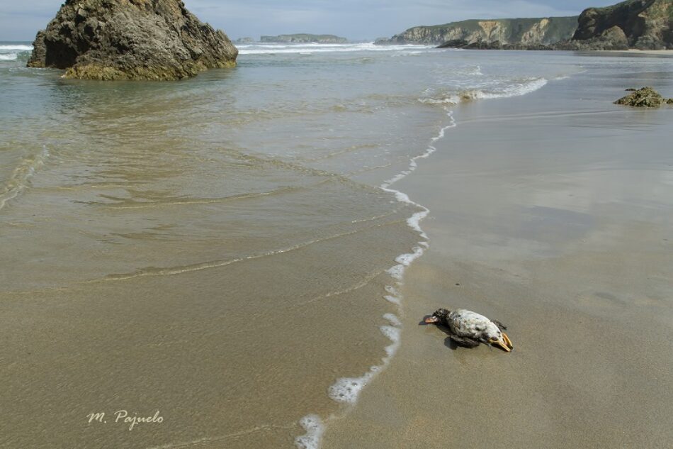 Otra vez aves marinas petroleadas en la costa asturiana