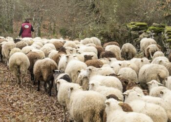 Amigos de la Tierra reclama una política agraria que apueste por un consumo y producción  de menos carne y mejor carne