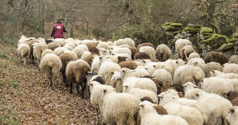 Amigos de la Tierra reclama una política agraria que apueste por un consumo y producción  de menos carne y mejor carne